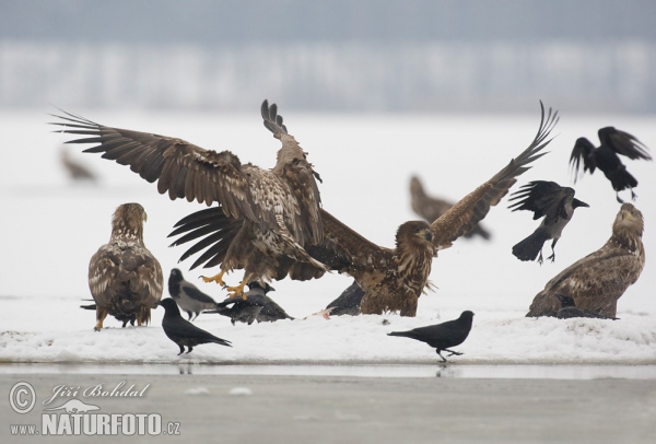 Zeearend vogel