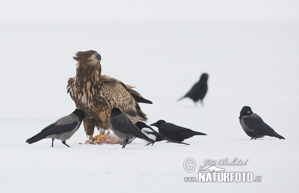 Zeearend vogel