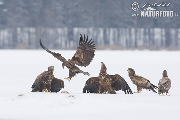 Zeearend vogel