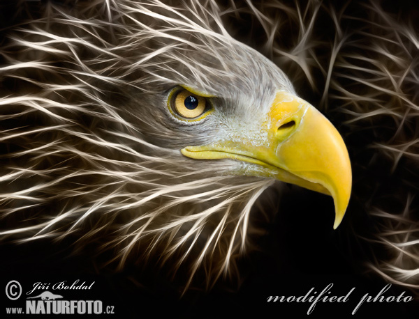 Zeearend vogel