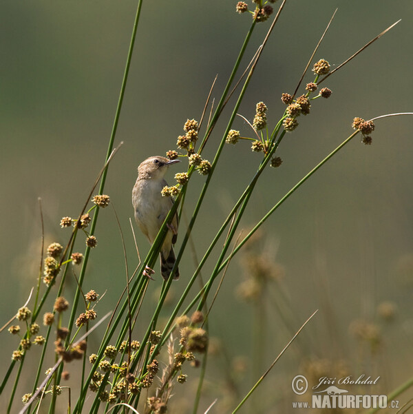 Zitting Cisticola (Cisticola juncidis)