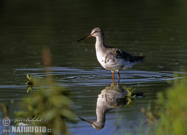 Zwarte ruiter vogel