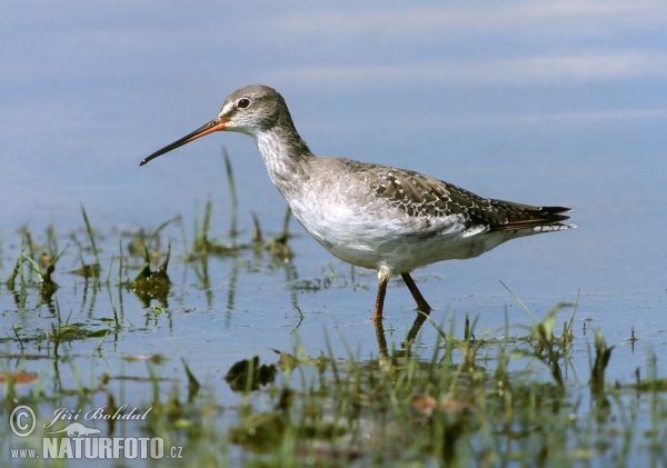 Zwarte ruiter vogel