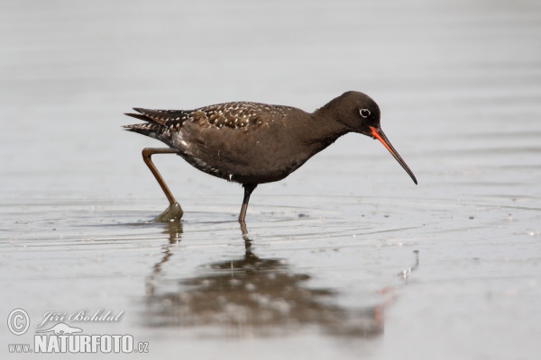 Zwarte ruiter vogel