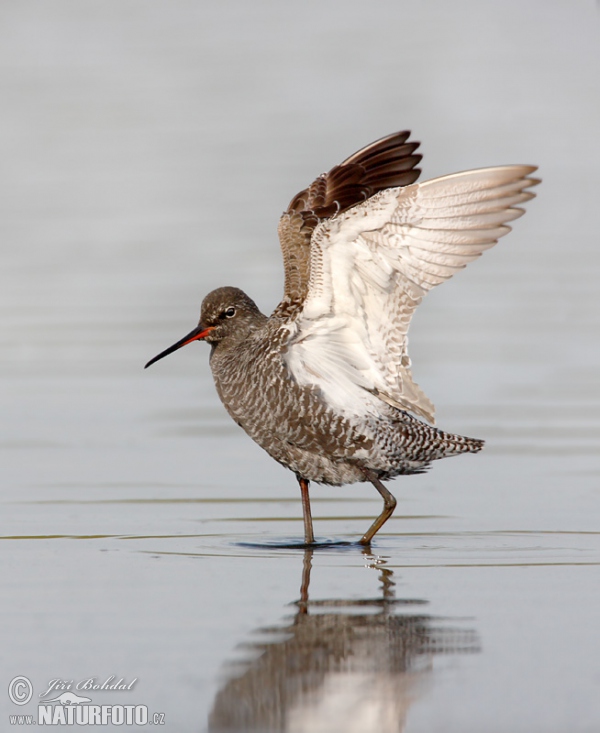 Zwarte ruiter vogel