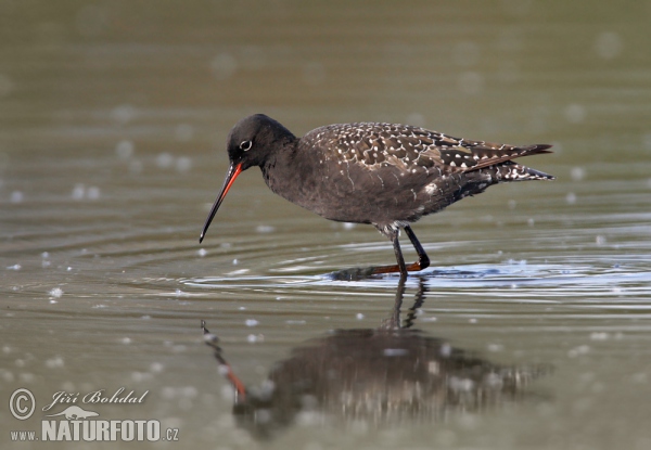 Zwarte ruiter vogel