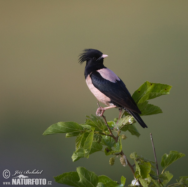 சூறைக்குருவி