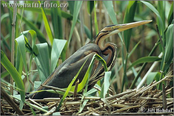 செந்நாரை