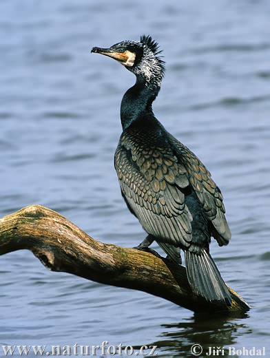 பெரிய நீர்க்காகம்