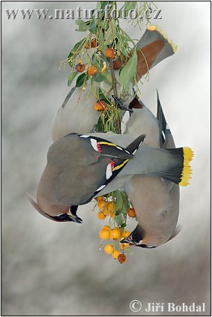 بال‌لاکی بوهمی