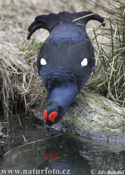 クロライチョウ