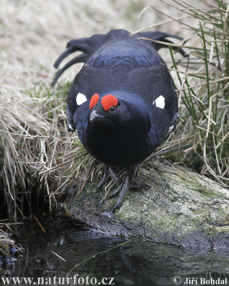 クロライチョウ