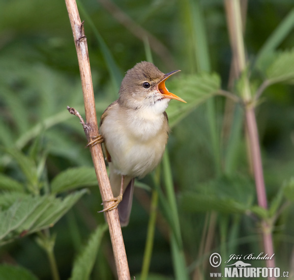 ヌマヨシキリ