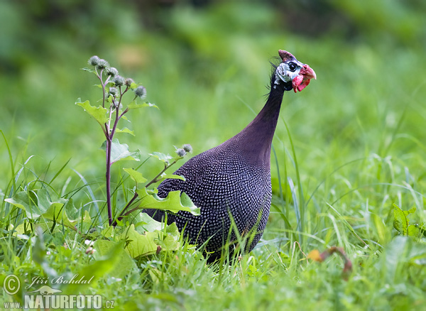 ホロホロチョウ