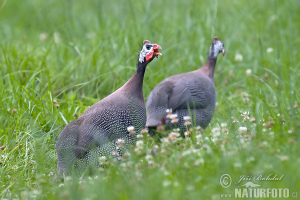 ホロホロチョウ