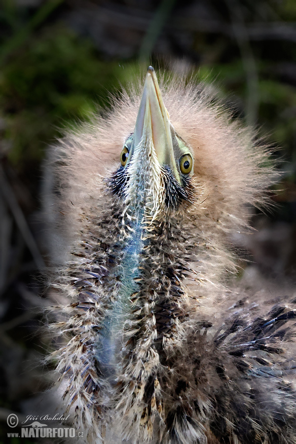 大麻鳽