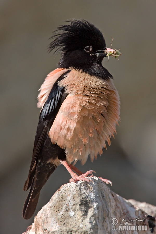粉红椋鸟