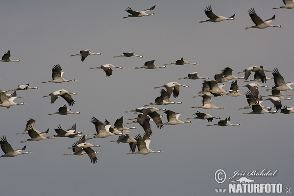 Шэры журавель