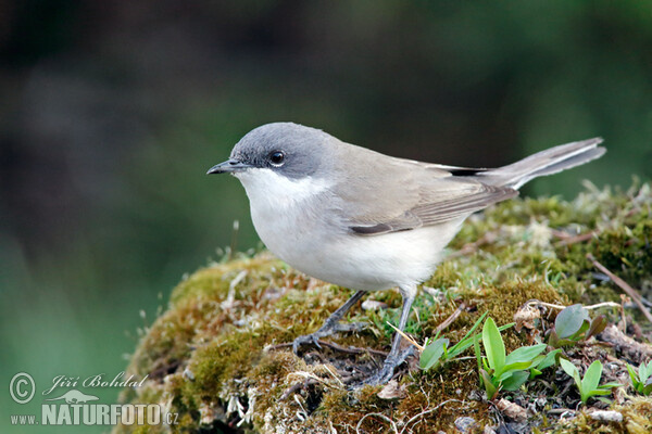 Мало белогушесто грмушарче