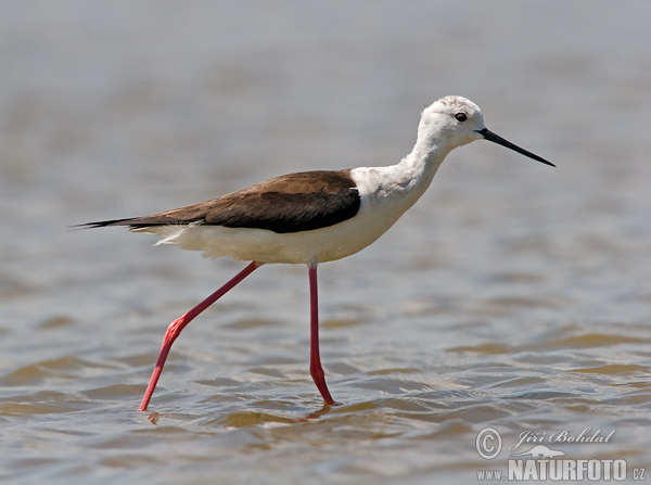 Кулик-довгоніг