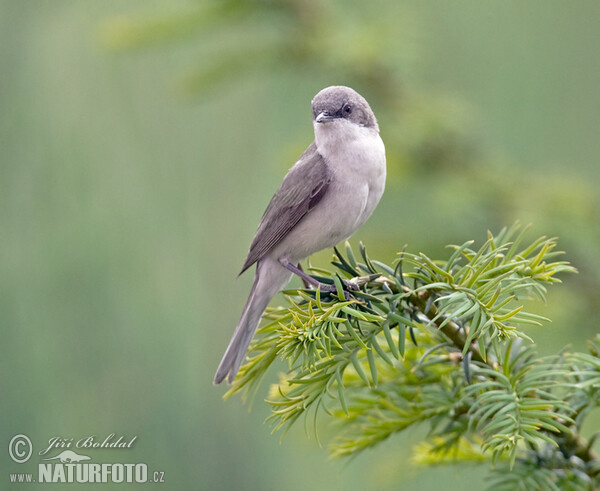 Малко белогушо коприварче