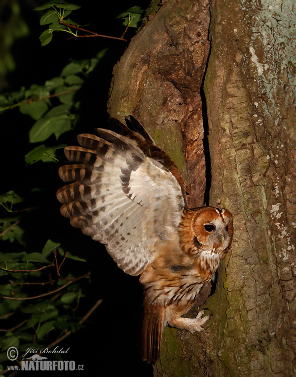 Шэрая кугакаўка