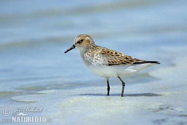 Малък брегобегач