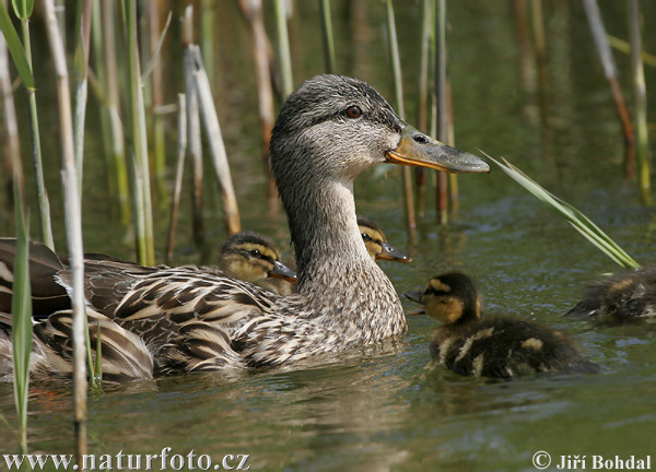 Зэрлэг нугас