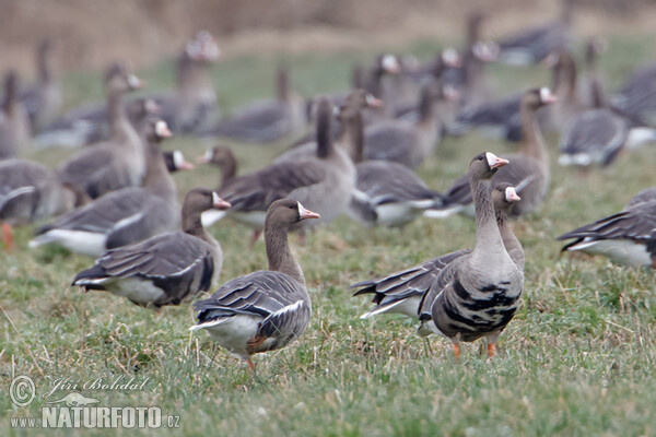 Манхин галуу