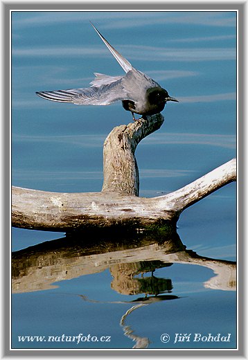 Крячок чорний