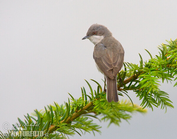 Прудка славка