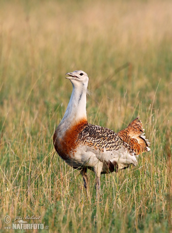 Голяма дропла