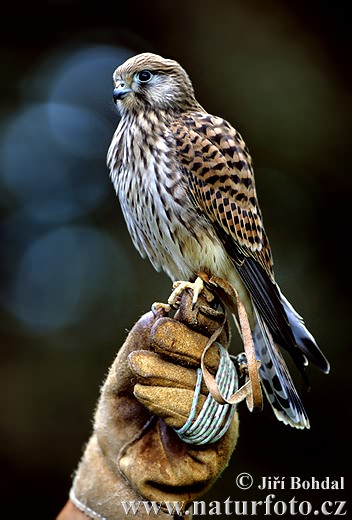 Обична ветрушка