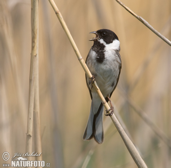 Блатна стрнарка