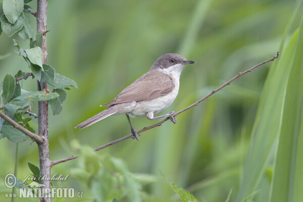 Славка-завирушка