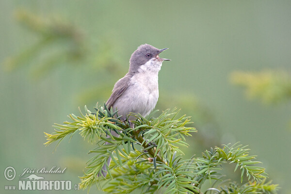 Славка-завирушка