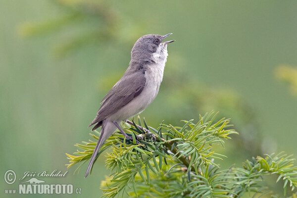 Славка-завирушка