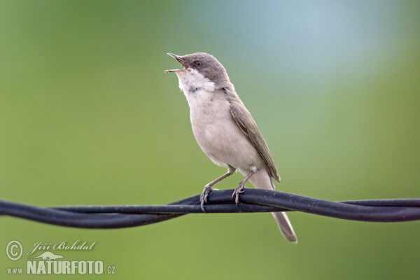 Славка-завирушка