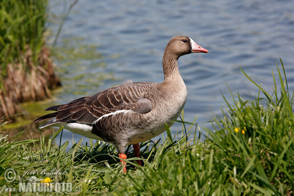 Обична белочелна гуска