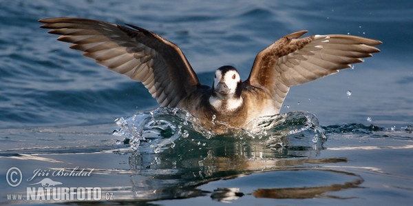 لمی پوچھل آلی بطخ