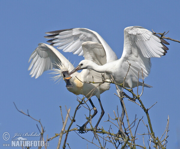 أبو ملعقة أبيض