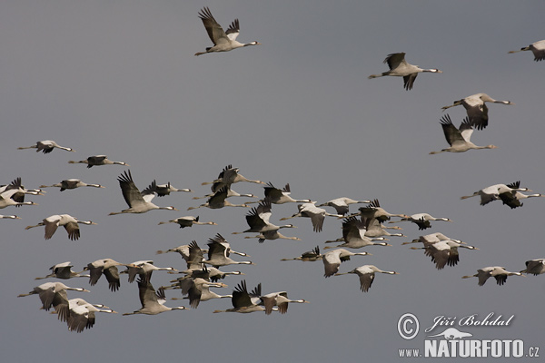 Γερανός πτηνό