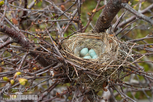 �резова скатия