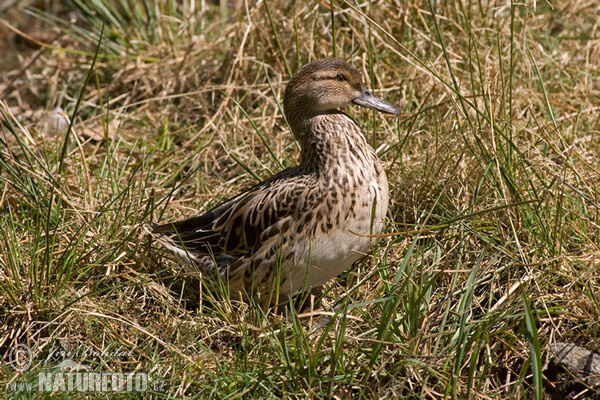 Чирянка велика