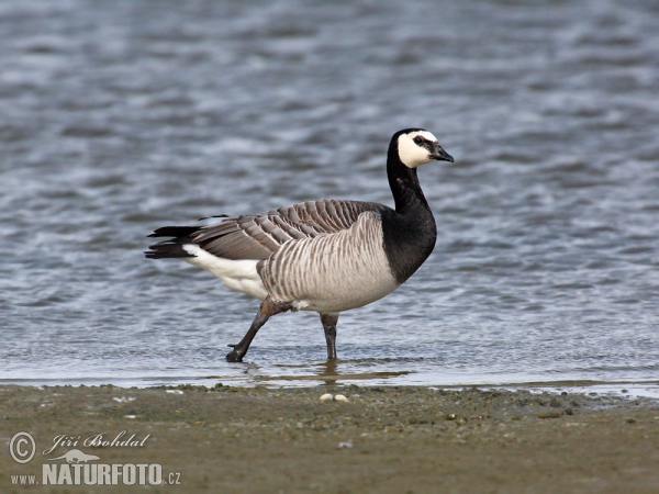 Казарка білощока