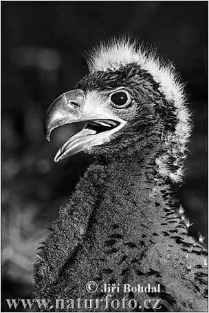 �قاب أبيض الذنب