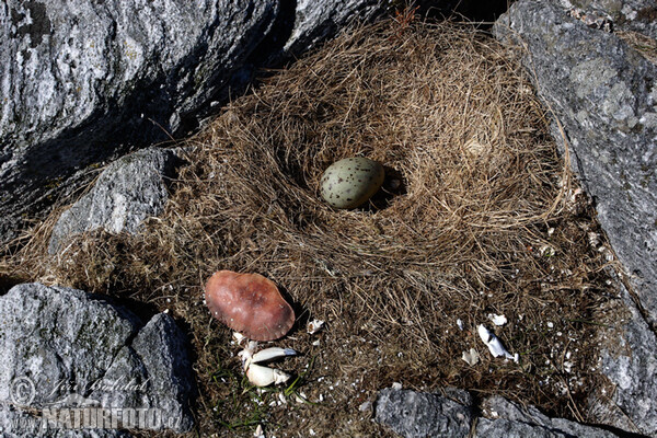 �ورس أسود الظهر كبير