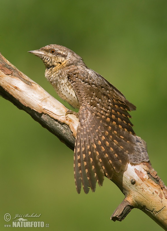 �واء أوراسي