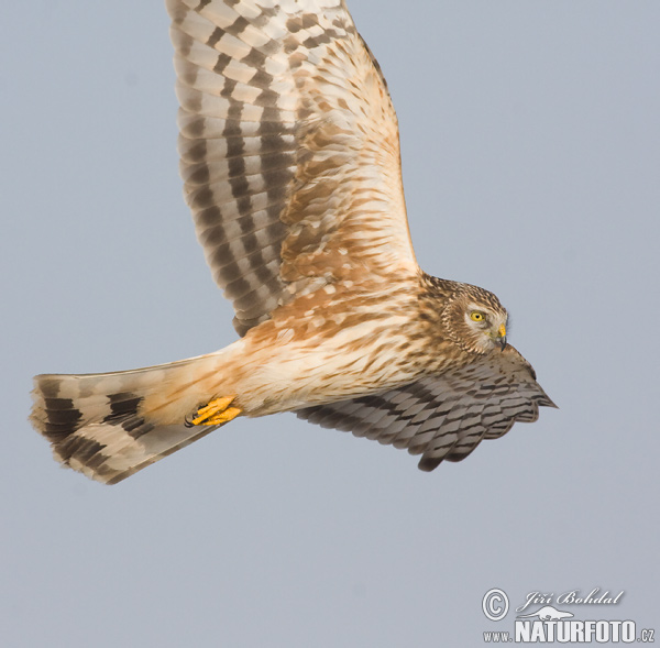 �رزة الدجاج