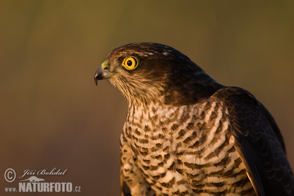Јастреб врапчар